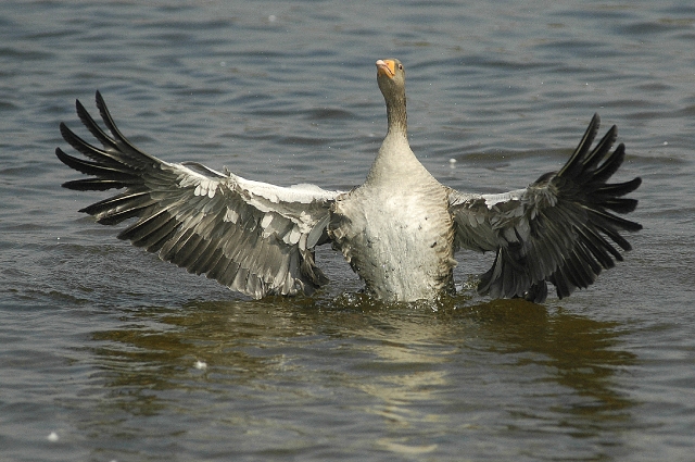 greylag goose, greylag geese-4.jpg - GREYLAG GOOSE - HORNSEA MERE, E.YORKS - 19.9.08